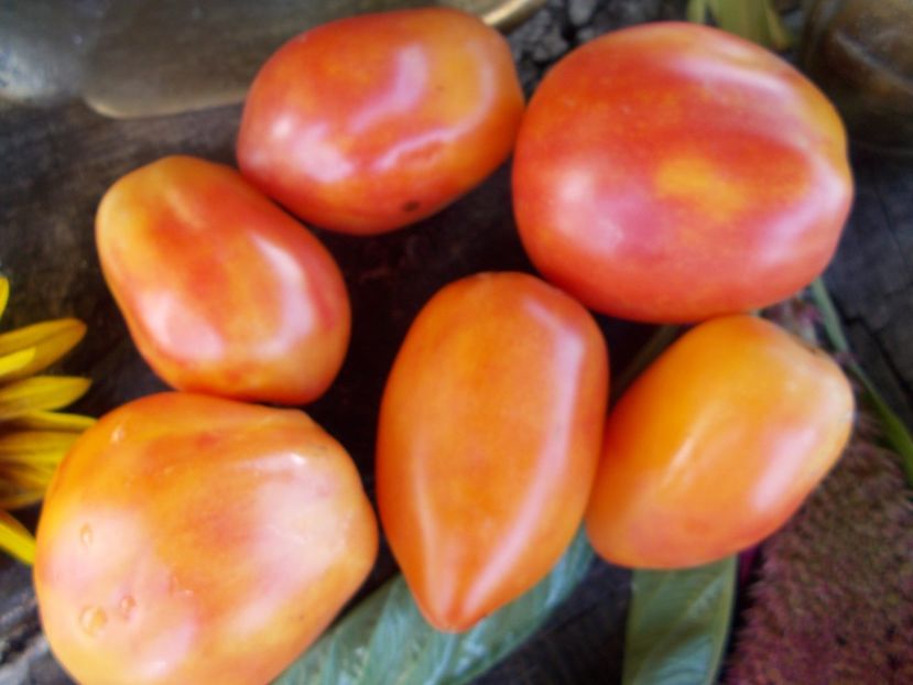  - SEMINTE ROSII - T 578 POLISH PASTEL