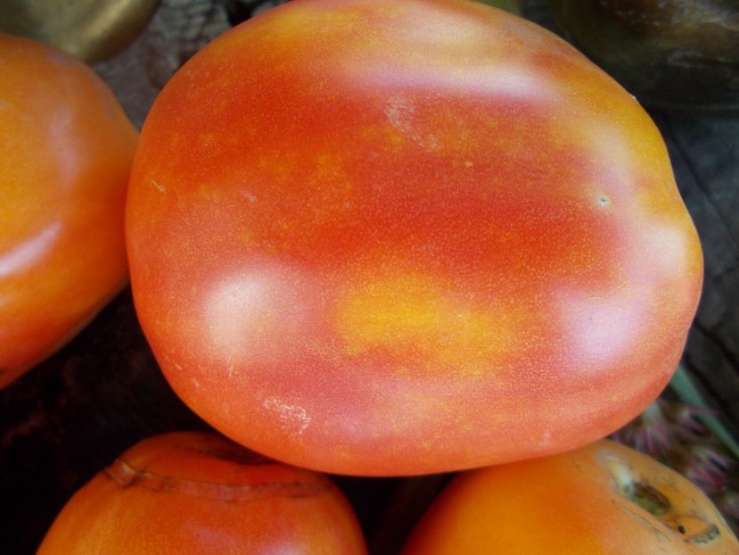  - SEMINTE ROSII - T 578 POLISH PASTEL