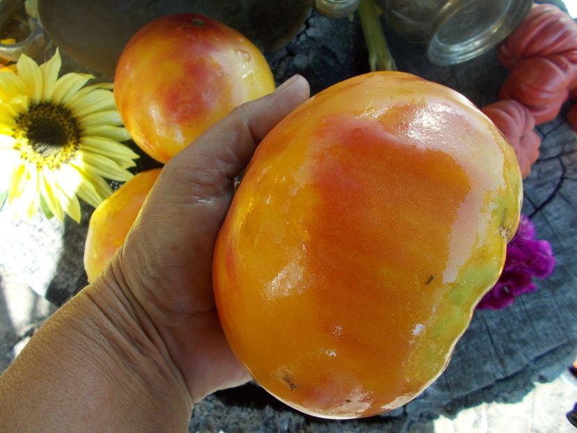  - SEMINTE ROSII - T 330 MORTGAGE LIFTER BICOLOR