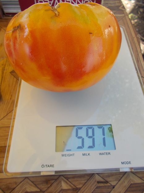  - SEMINTE ROSII - T 330 MORTGAGE LIFTER BICOLOR