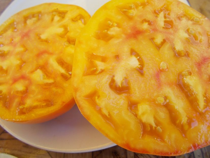  - SEMINTE ROSII - T 330 MORTGAGE LIFTER BICOLOR