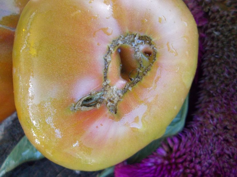  - SEMINTE ROSII - T 627 KRASNAYA MISHEN