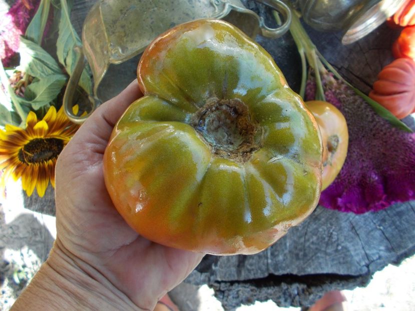  - SEMINTE ROSII - T 627 KRASNAYA MISHEN