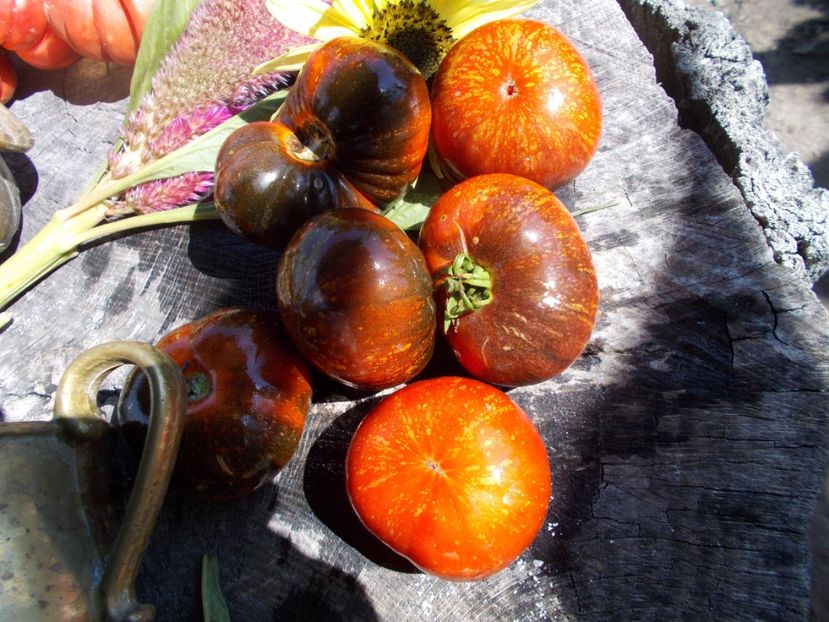  - SEMINTE ROSII - T 586 BLUE FIRE