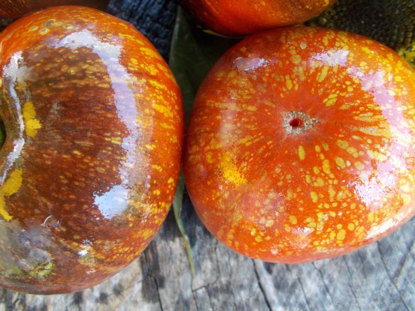  - SEMINTE ROSII - T 586 BLUE FIRE