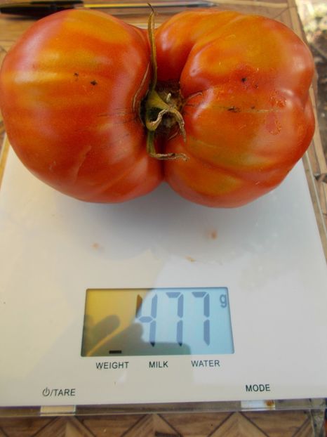  - SEMINTE ROSII - T 620 MARINULYA