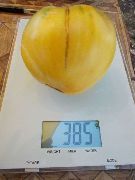  - SEMINTE ROSII - T 482 REINHARD S WHITE HEART