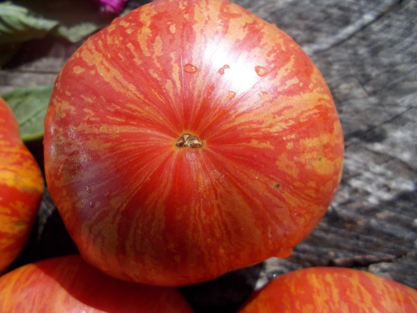  - SEMINTE ROSII - T 494 BIG CHEEF STRIPES