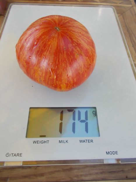  - SEMINTE ROSII - T 494 BIG CHEEF STRIPES