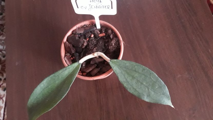 22.02.2020 - Hoya cv Jennifer