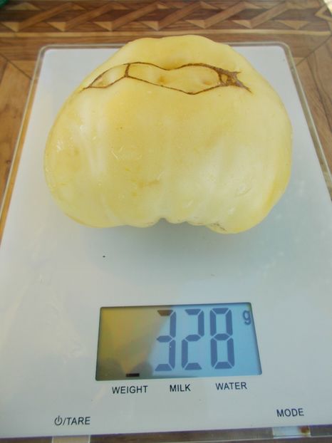  - SEMINTE ROSII - T 613 CHEROKEE WHITE