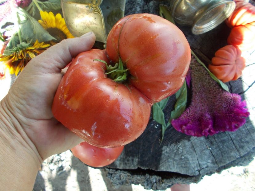  - SEMINTE ROSII - T 625 TRI GEGANGEN MISCHUNG