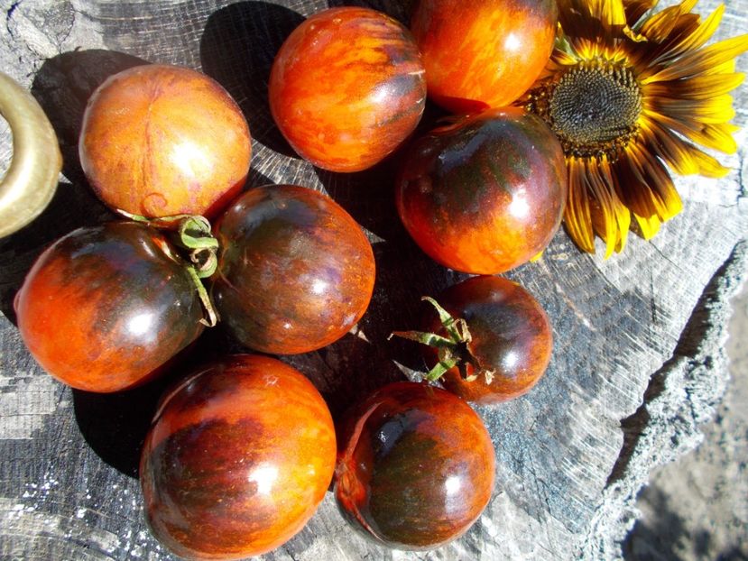  - SEMINTE ROSII - T 548 KALEIDOSCOPIC JEWEL