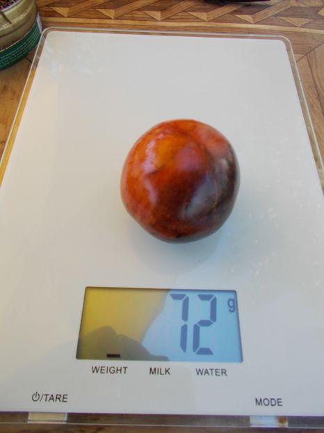  - SEMINTE ROSII - T 548 KALEIDOSCOPIC JEWEL