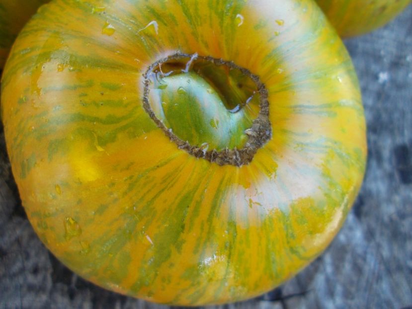  - SEMINTE ROSII - T 486 JARSON 18