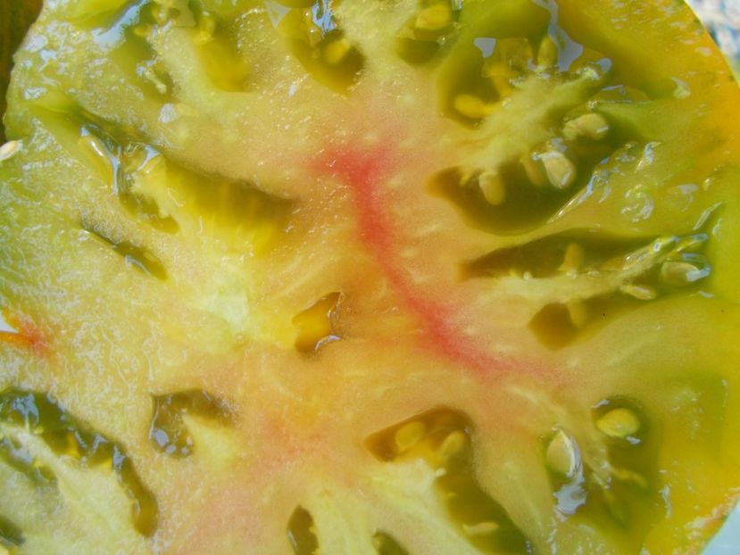  - SEMINTE ROSII - T 486 JARSON 18