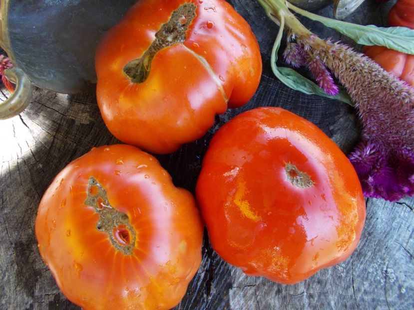  - SEMINTE ROSII - T 557 BASAJAUN