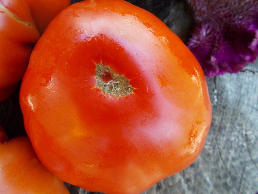  - SEMINTE ROSII - T 557 BASAJAUN