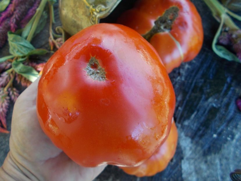  - SEMINTE ROSII - T 557 BASAJAUN