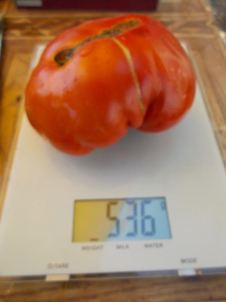  - SEMINTE ROSII - T 557 BASAJAUN