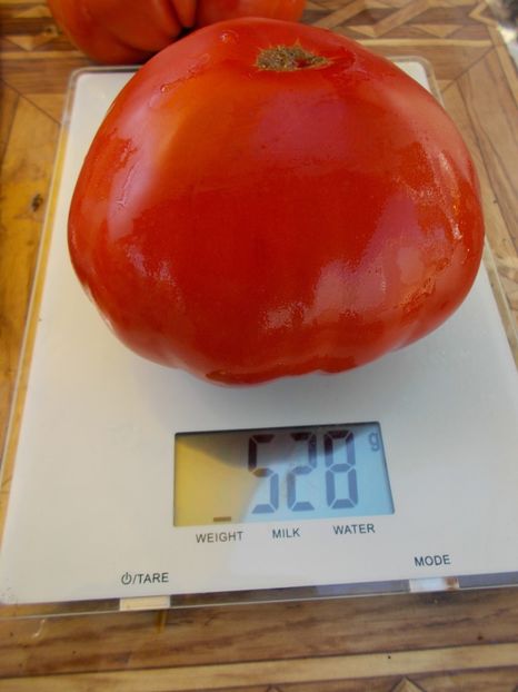  - SEMINTE ROSII - T 557 BASAJAUN