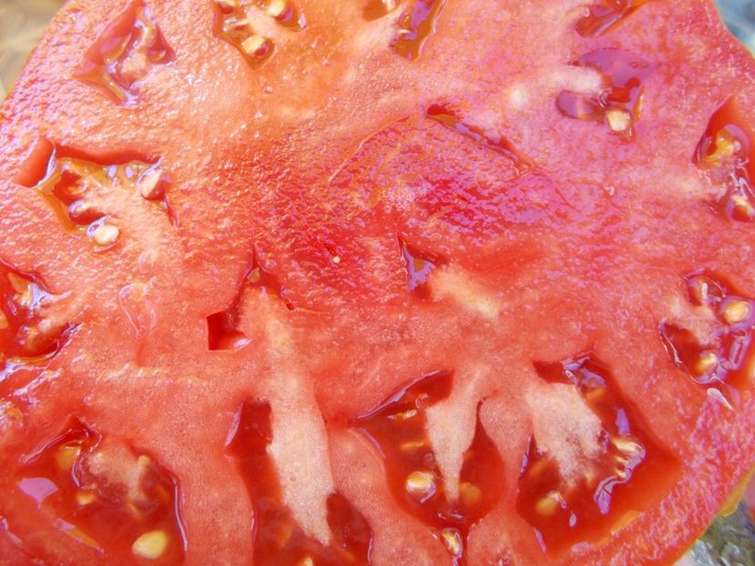  - SEMINTE ROSII - T 557 BASAJAUN