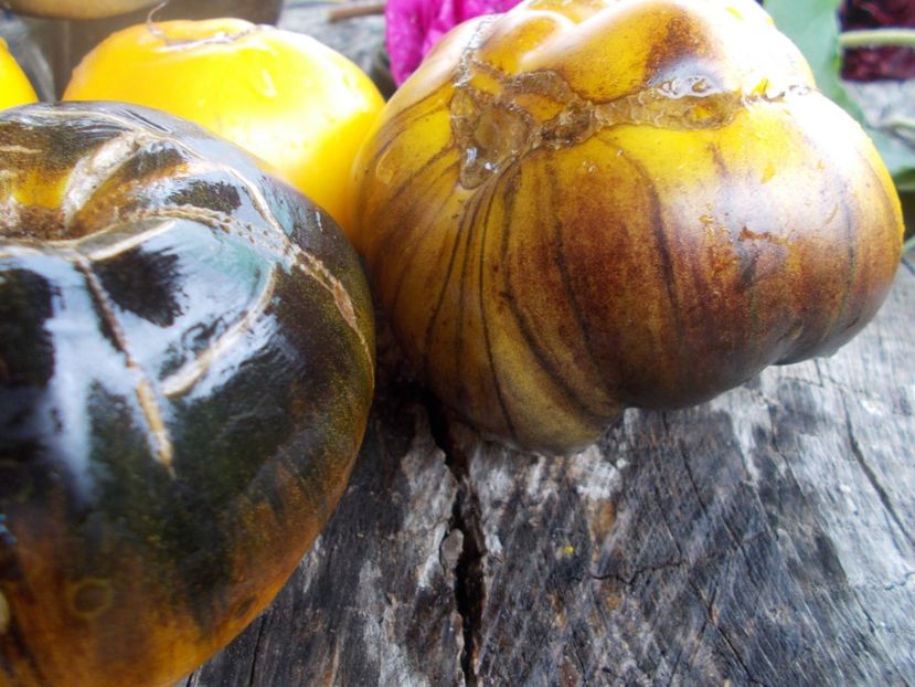  - SEMINTE ROSII - T 545 PURPURA RITS