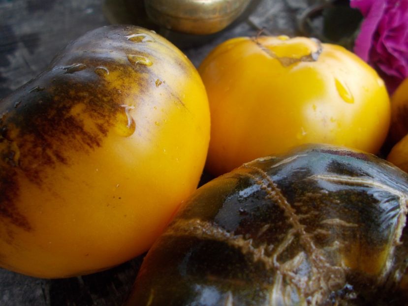  - SEMINTE ROSII - T 545 PURPURA RITS