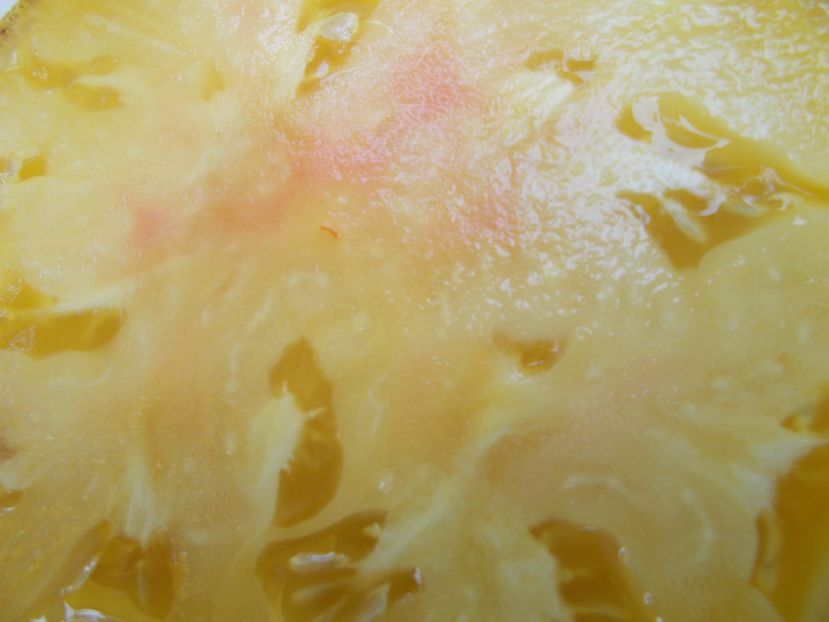  - SEMINTE ROSII - T 545 PURPURA RITS