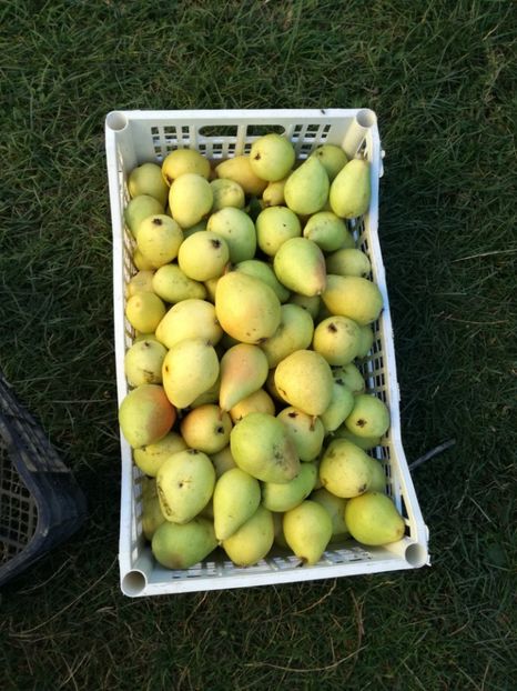 Soi italian - O ALTA PASIUNE