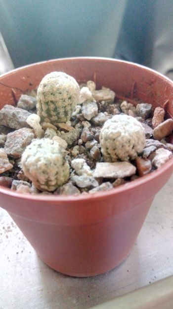 T. valdezianus LX514 Arteaga Coahuila - Turbinicarpus