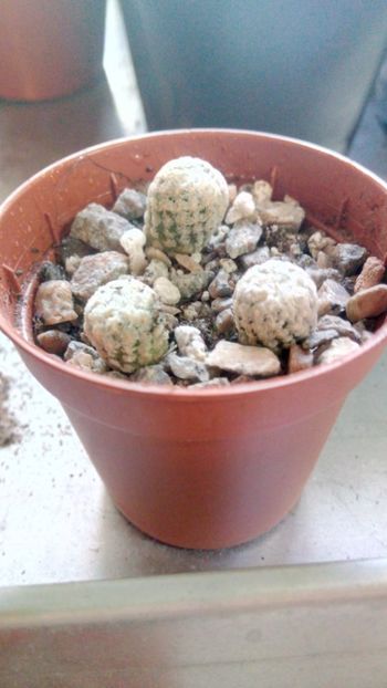 T. valdezianus LX614 Arteaga Coahuila - Turbinicarpus