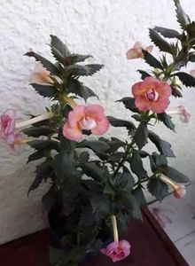  - 1 2020 - CYTRO Britta Dietze