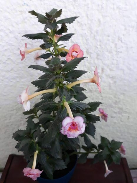  - 1 2020 - CYTRO Britta Dietze