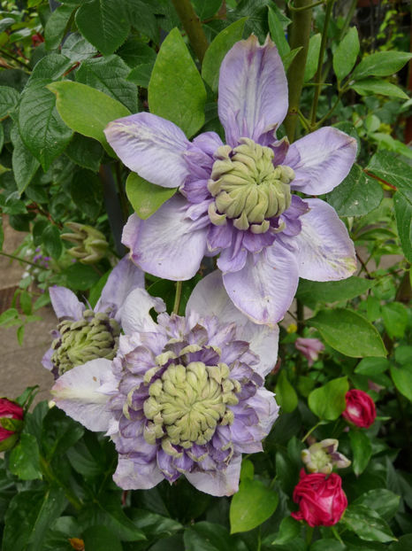  - Clematis