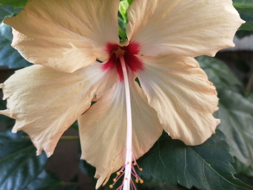  - Hibiscus