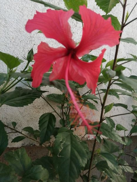  - Hibiscus