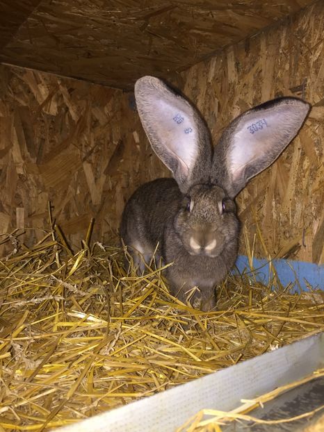 8B9541F9-8D09-4595-8077-D3664D11D4FF - RO 8-3034