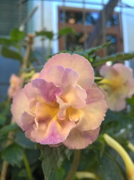  - Yellow English Rose