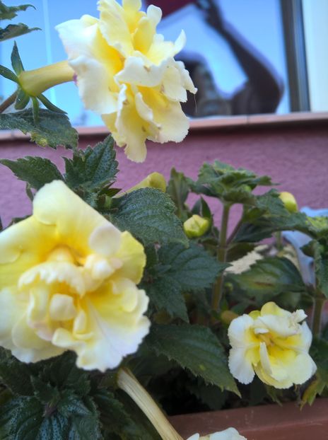  - Yellow English Rose