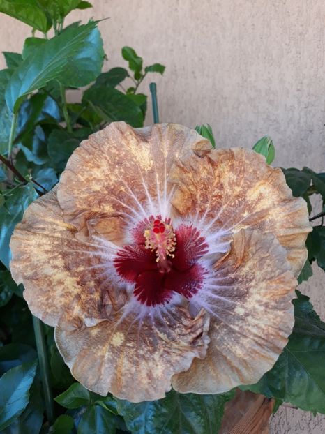  - Hibi Dragon Bay Treasure