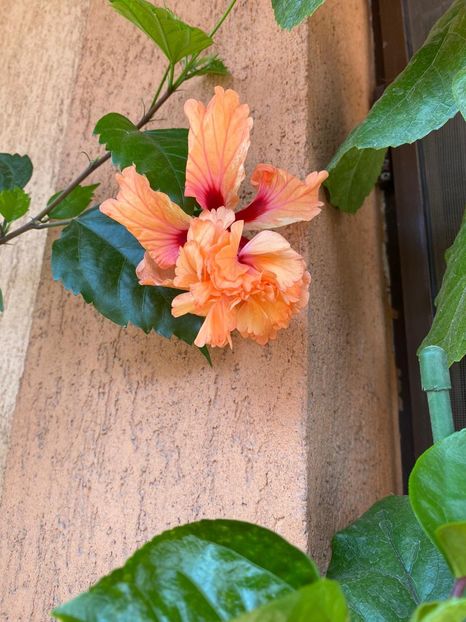 IMG-20200822-WA0019 - hibi el cap orange