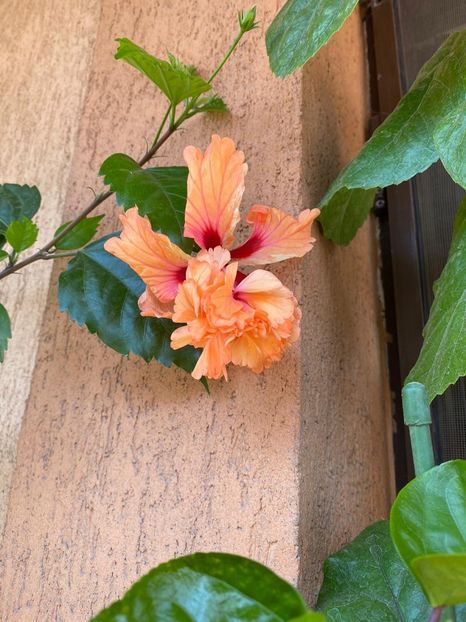 IMG-20200822-WA0021 - hibi el cap orange