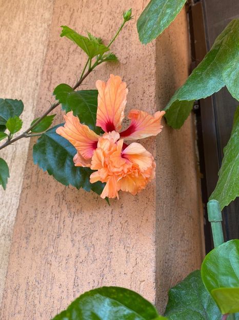 IMG-20200822-WA0022 - hibi el cap orange