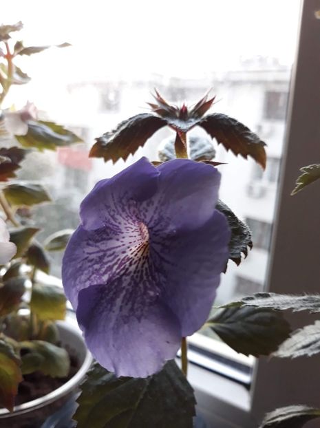  - 001 2021 - Serge s Joy