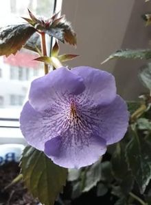  - 001 2021 - Serge s Joy