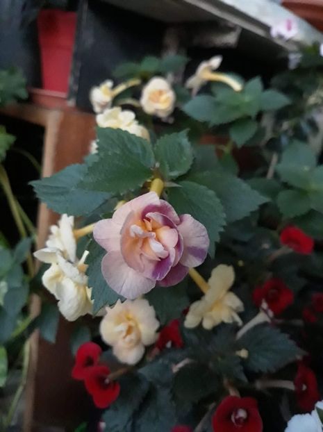  - 0001 2022 - RF s Tropicana