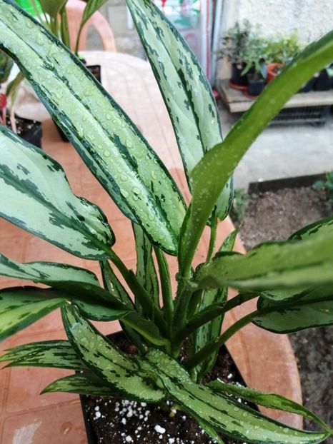 Aglaonema Cutlass - Aglaonema