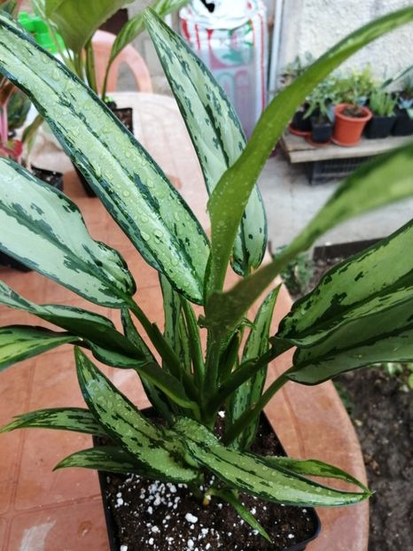 Aglaonema Cutlass - Aglaonema