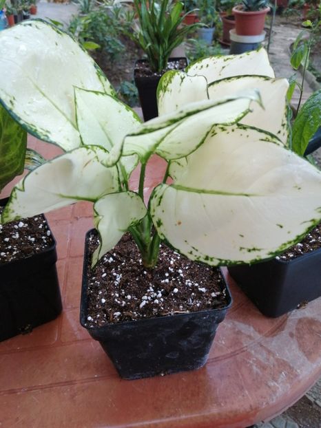 Aglaonema Super White - Aglaonema